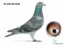 PL-034-26-1630 Tom van Gaver x De rouw Sablon