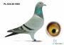 PL-034-26-1665 wnuk DAKARA