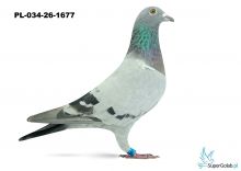 PL-034-26-1677 - linia DAKARA GOLDEN PRINCE