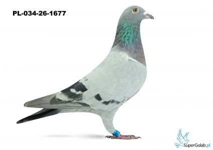 PL-034-26-1677 - linia DAKARA GOLDEN PRINCE