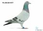 PL-034-26-1677 - linia DAKARA GOLDEN PRINCE