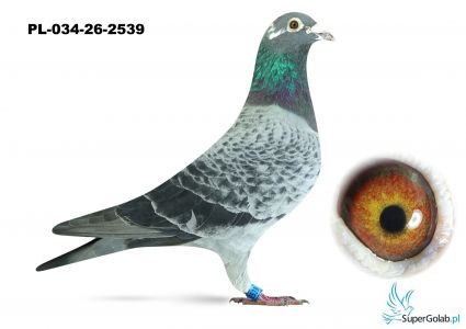 PL-034-26-2539 półbrat KEBABA 