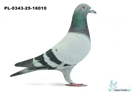 PL-0343-25-16010 9. OKRĘG WŁOCŁAWEK