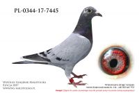 PL-0344-17-7445
