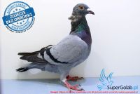 PL-0344-17-7844
