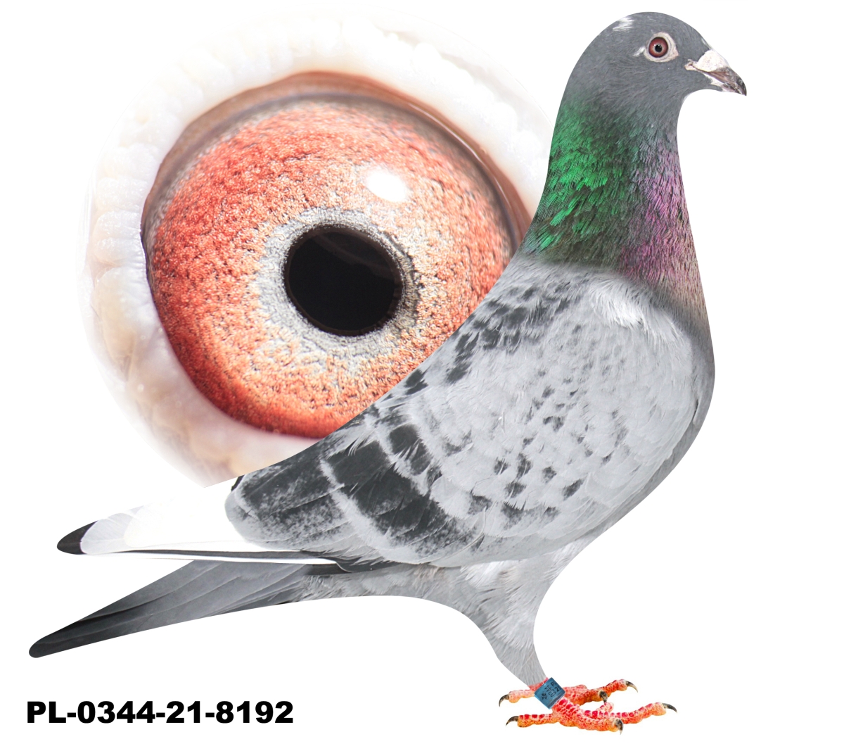 pl-0344-21-8192-mocny-inbred-pokerface-profesjonalny-portal