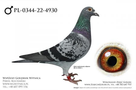 PL-0344-22-4930: Czaplinski Tomasz Gołąb z hodowli: Czaplinski Tomasz