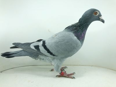 PL 0344 22 5086 – org. Komorowski Jarosław -  181m – Finał 430km!!!   (prawdopodobnie samiczka)