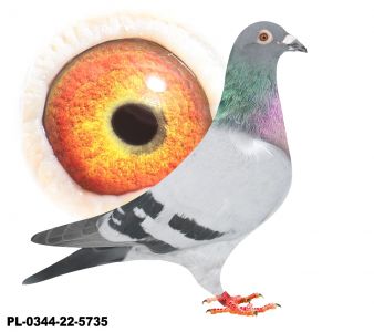 PL-0344-22-5735 -Inbred Jaguar!!!-Najlepszy gołąb świata w jednym sezonie