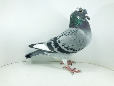 PL 0344 22 5889 – org. Tomasz Czapliński - / 398m – Finał 430km / 47m wyścig nr 1/ (prawdopodobnie samiczka)