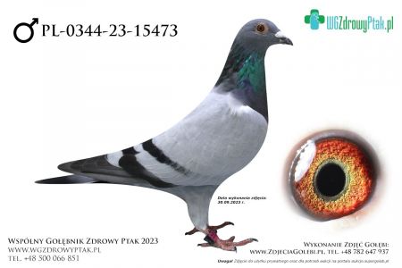 PL-0344-23-15473: LYSY SYBERIA, 40. Lotnik, m in 49m, 6m z FINAŁU  prawdopodobnie samiec