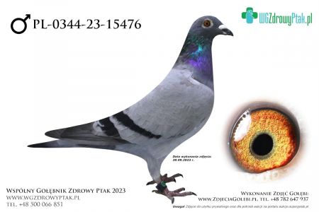 PL-0344-23-15476: TOMASZ CZAPLINSKI, 46. Lotnik, m in 5m, 22m, prawdopodobnie samiec