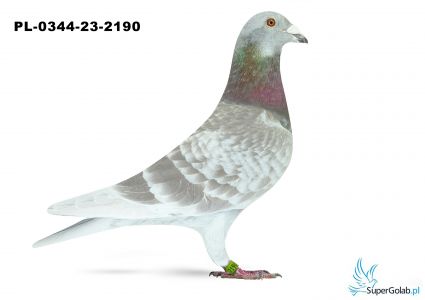 PL-0344-23-2190