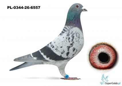 PL-0344-26-6557