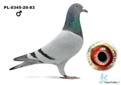 PL-0345-20-83 - Linia Pół Tira x Borgmanska