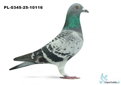 PL-0345-25-10116 9. OKRĘG WŁOCŁAWEK 