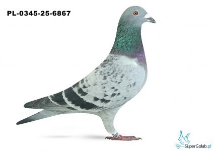 PL-0345-25-6867 9. OKRĘG WŁOCŁAWEK 