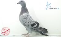PL-0346-10779
