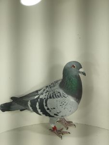 PL-0346-17-2551 – oryg. Robert Lech“ Grondelaers x Diamantie x Ameye ”