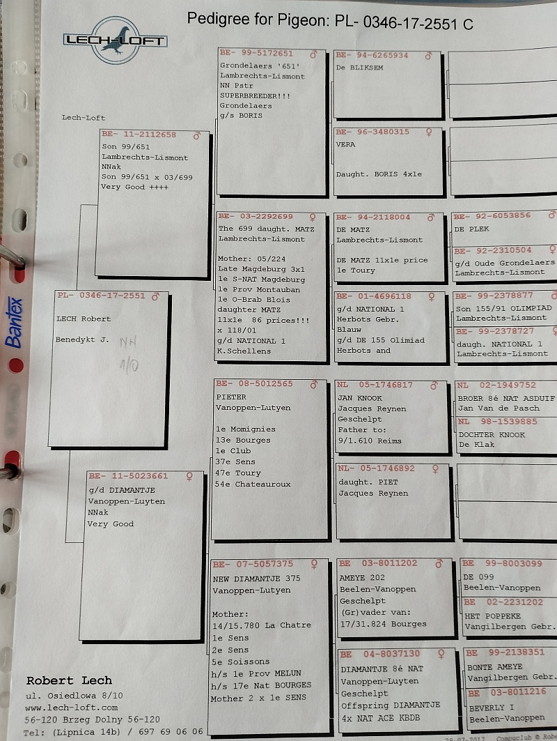 PL0346172551 oryg. Robert Lech“ Grondelaers x Diamantie x Ameye