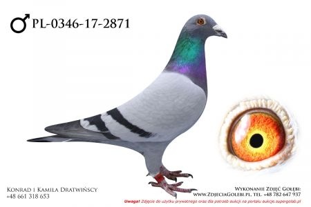 PL-0346-17-2871 - samiec org. Robert Lech