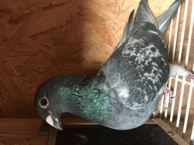 PL-0346-18-13179  Syn 1 AS WG GIEWONT x ZŁOTA PARA  Genotyp: BB CC CT/Certyfikat DNA