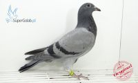 PL-0346-19-3209