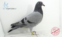 PL-0346-19-3210
