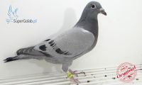 PL-0346-19-3224
