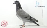 PL-0346-19-7961
