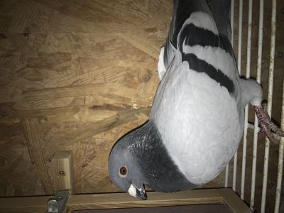 PL-0346-19-9486   Syn 1 AS WG Giewont  Genotyp: BB CC CT/ Certyfikat DNA