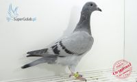 PL-0346-19-9497