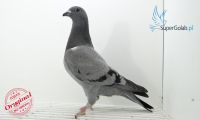PL-0346-19-9499
