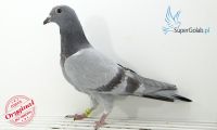 PL-0346-19-9500