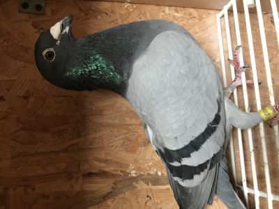 PL-0346-19-9733 /wnuk De Gus x córka 1 As WG Giewont(1,4konk).   Genotyp: BB CC CC