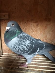 PL-0346-19-9861      Syn Zgud 2650(2 x org.G.Koopman-linie olimpijskie )  Genotyp: BB CT CT