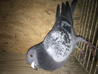 PL-0346-19-9873  Linia szybkich gołębi. Genotyp: BB CT CC/Certyfikat DNA.