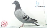 PL-0346-20-10777