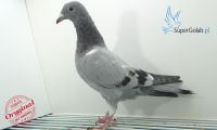 PL-0346-20-10786