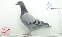 PL-0346-20-11955