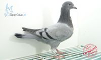 PL-0346-20-3702