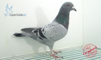 PL-0346-20-524- BENEDYKT JAN DOROTA