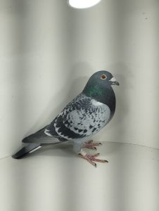 PL-0346-20-594 – oryg. Benedykt Jan i Dorota  “ Stockx x Ivan”