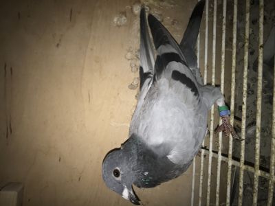 PL-0346-20-6711   /młody po 7 Lotniku Okręgu Kat.