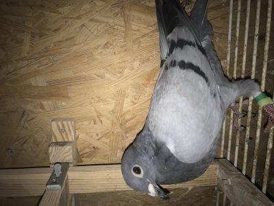 PL-0346-20-6778 /Po 3-cim rocznym samcu Oddziału Brzeg Dolny