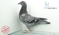 PL-0346-20-6815