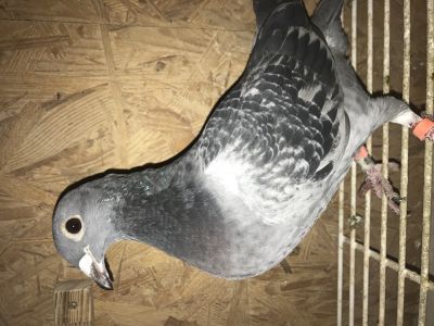 PL-0346-20-6940 Inbred Blauwe 94(syn 13391) i wnuczki Mustanga/Elektro(3082). Genotyp: możliwy AA TT CC