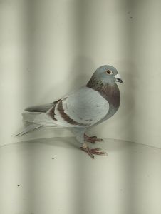 PL-0346-20-738 – oryg. Benedykt Jan i Dorota  “ Jan Knok x Ivan x K. Kannibaal”