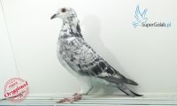 PL-0346-20-897