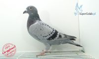 PL-0346-20-922